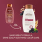 OGX Aveeno Color Protect Strengthen+ Blackberry Quinoa Shampoo, Fresh, 12 Fl Oz