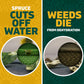 Spruce EZ-AIM Grass and Weed Killer Spray - Precision Shot for Cracks, Edges & Small Spaces - Starts Wilting in 1 Hour, Dead Weeds in 24 Hours (3 Pack, 10 Oz Each)