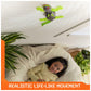 HEX BOTS - WALLCRAWLER Gecko: Lagarto GECO Wall Climber - Rechargeable Remote Control Robot - 6070281 - Gift for 4 Years + - Children's Toys 4 Years +